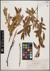 Foto von Salix daphnoides Vill.